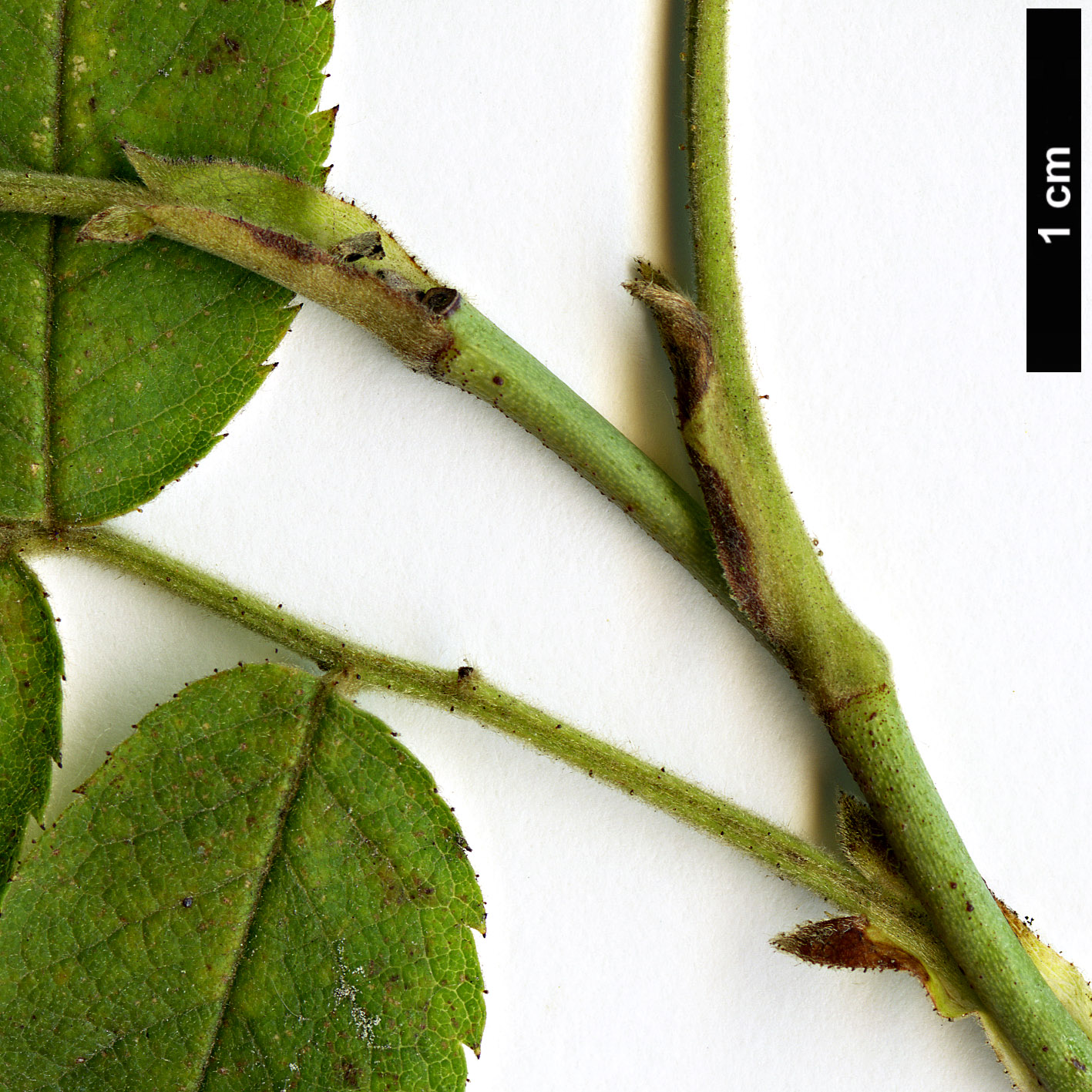 High resolution image: Family: Rosaceae - Genus: Rosa - Taxon: tomentosa High resolution image: Family: Rosaceae - Genus: Rosa - Taxon: tomentosa